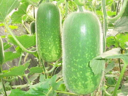 网红大瓜在哪找 911八卦爆料网,911八卦爆料网带你一网打尽最新热点